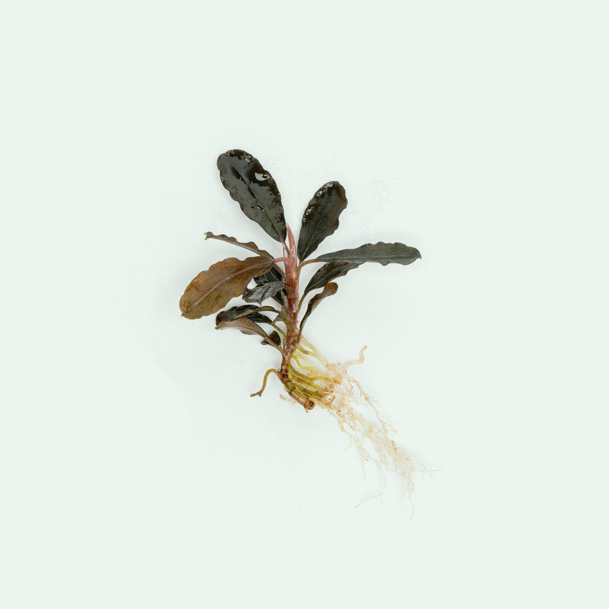 Bare rooted Bucephalandra brownie purple for planted tanks
