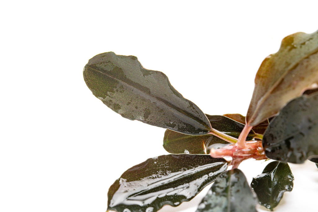 Bare rooted Bucephalandra brownie purple for planted tanks