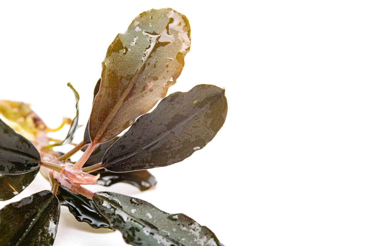 Bucephalandra Brownie Purple - Live Buce | Glass Aqua