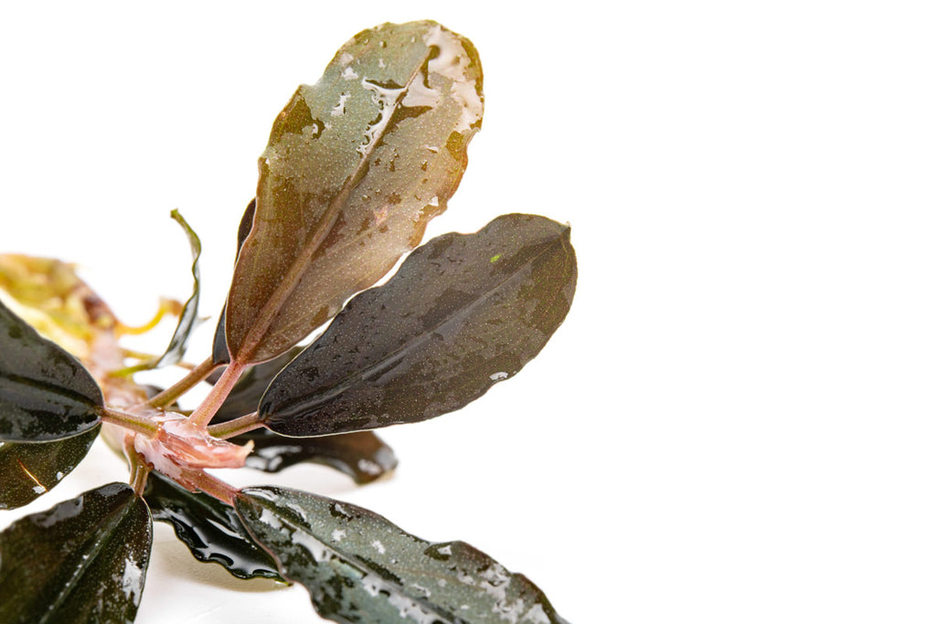Bare rooted Bucephalandra brownie purple for planted tanks