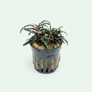 Bucephalandra Catherinae Red