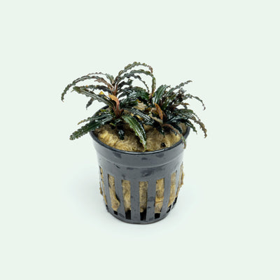Bucephalandra Catherinae Red