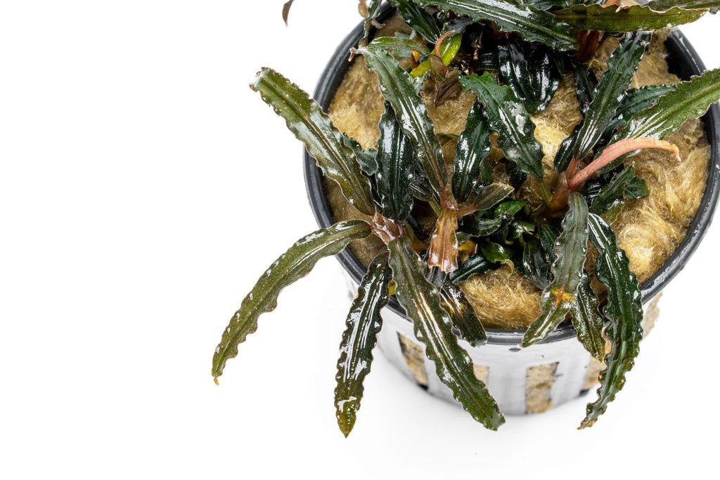 Bucephalandra Catherinae Red