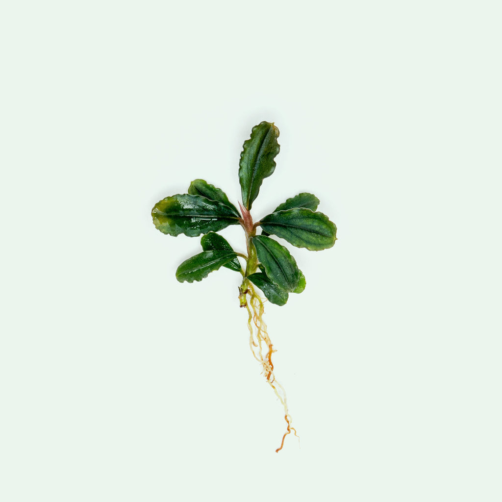 Live bare root Bucephalandra Dark Phantom aquatic plant