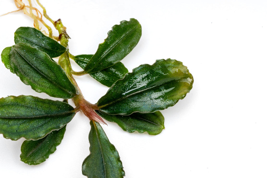 Close-up photo of Bucephalandra Dark Phantom foliage