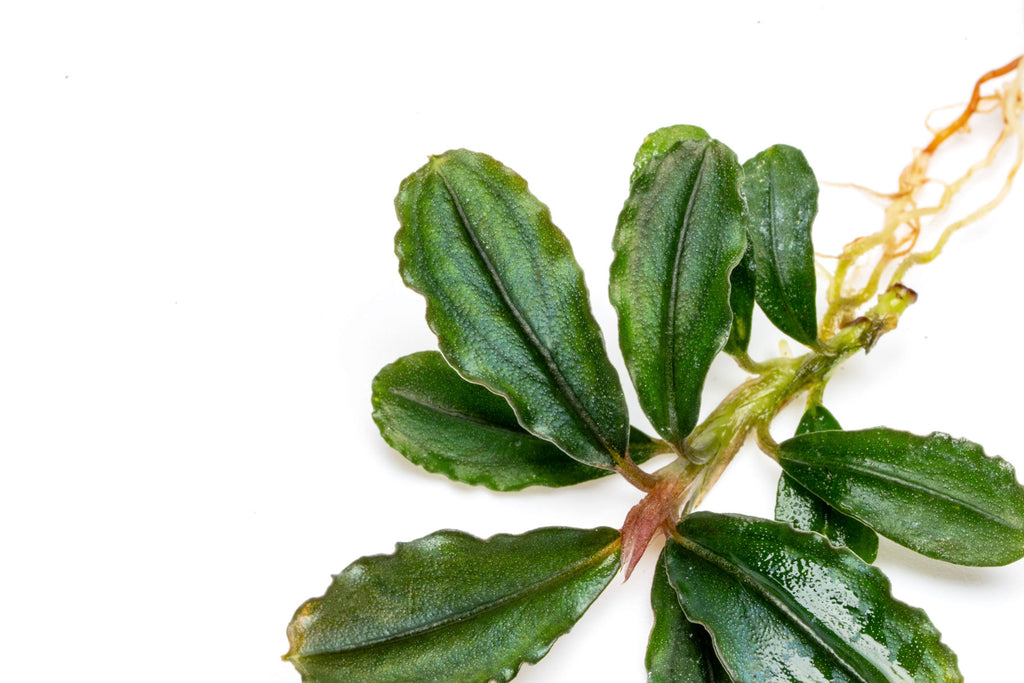 Angled close-up shot of Bucephalandra Dark Phantom leaves showing color, texture and rippled edges