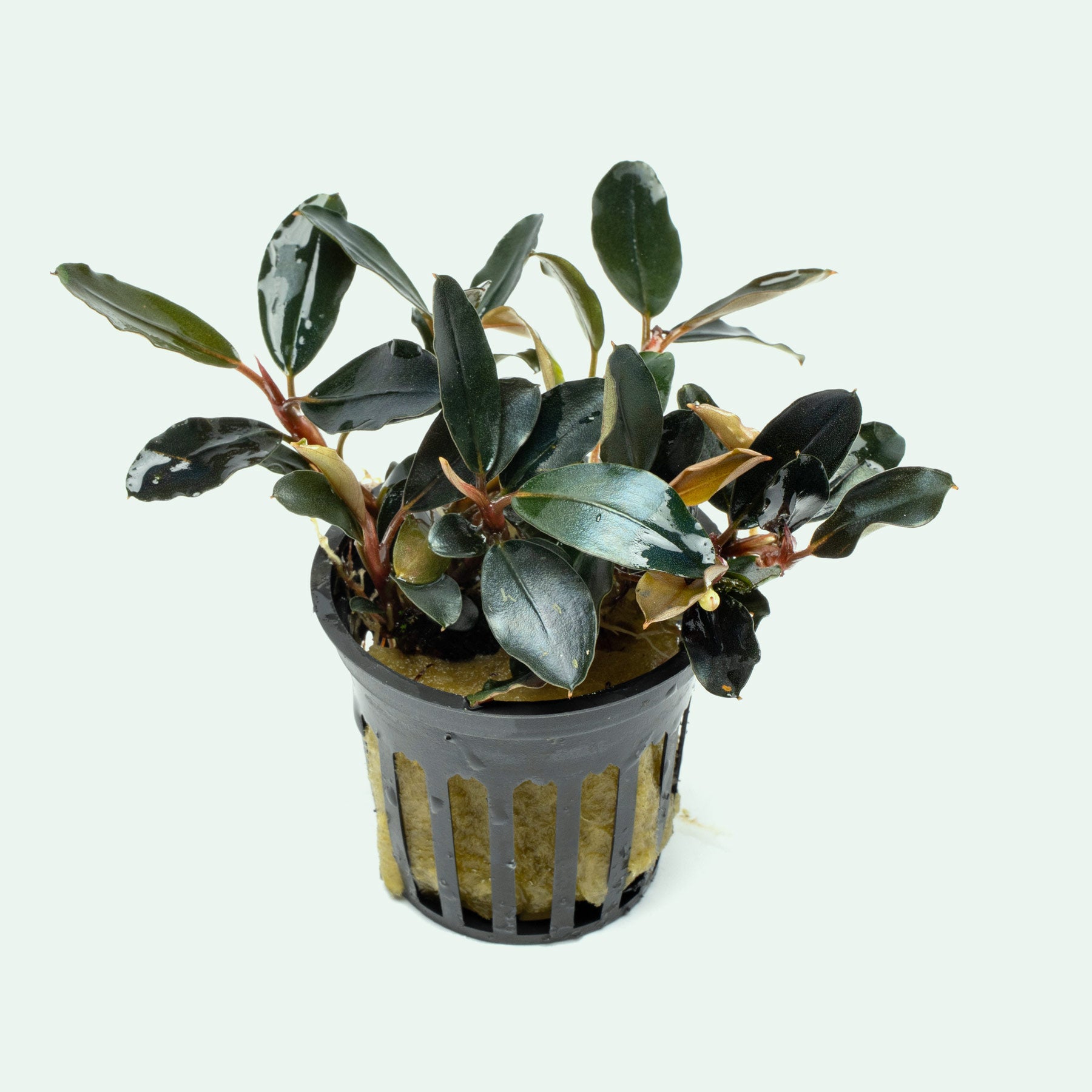 Bucephalandra Dark Sky aquarium plant in a netted pot with deep green to nearly black leaves