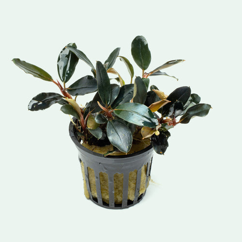 Bucephalandra Dark Sky aquarium plant in a netted pot with deep green to nearly black leaves