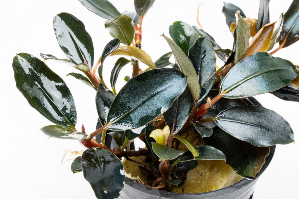 Side view of Bucephalandra Dark Sky highlighting wavy leaves and compact growth habit