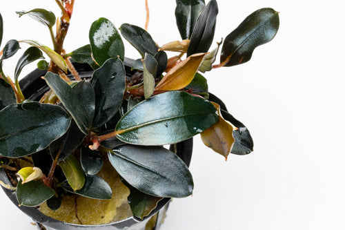 Close-up of Bucephalandra Dark Sky showing glossy dark foliage and red petioles 