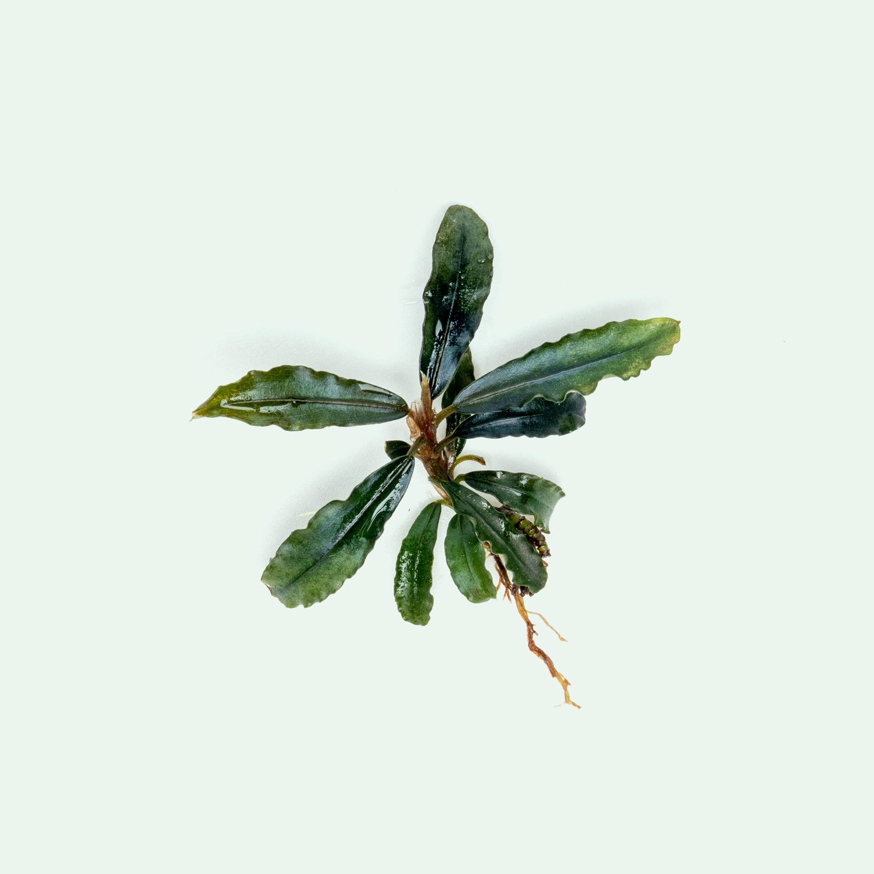 Live bare root Bucephalandra Dark Velvet aquatic plant