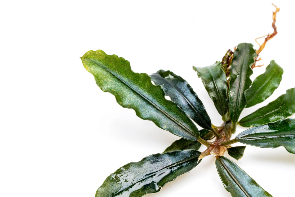 Angled photo of Bucephalandra Dark Velvet leaves showing texture, shape and color