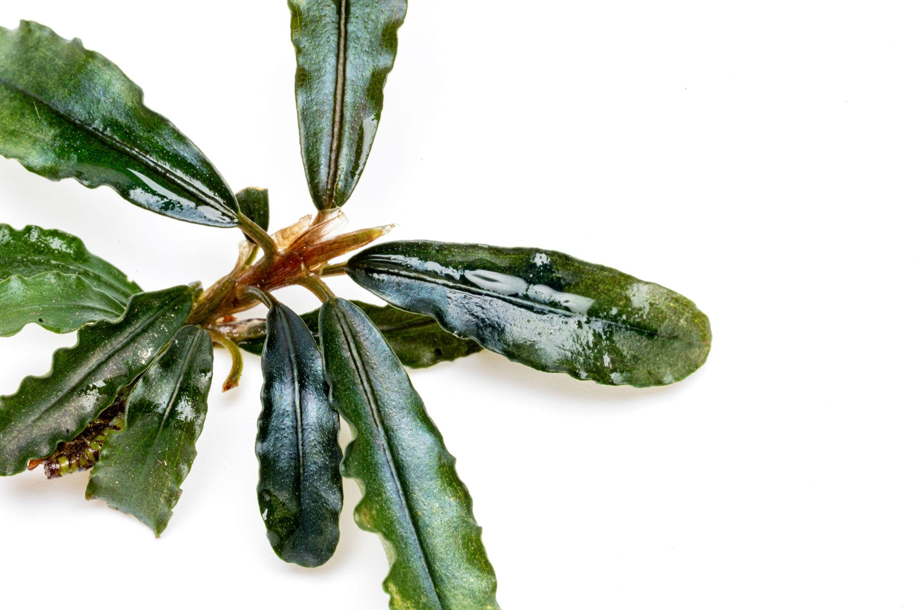 Close-up photo of Bucephalandra Dark Velvet foliage