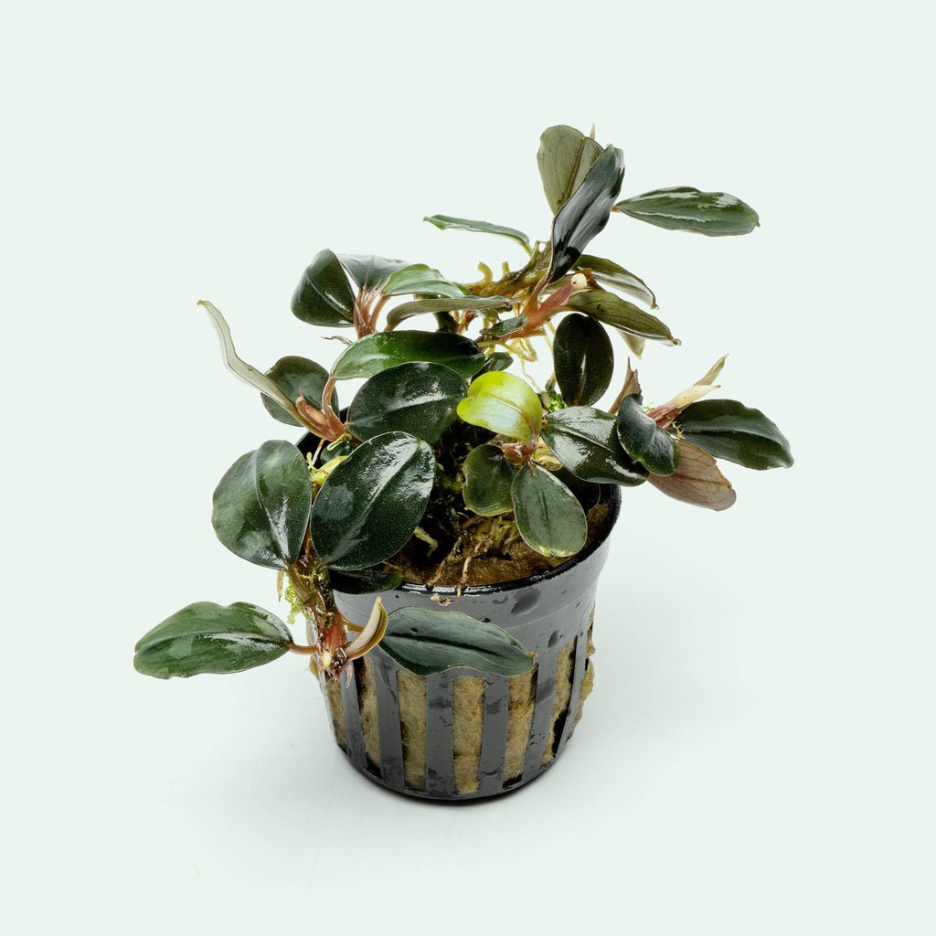 Bucephalandra fairy sparkle live bucephalandra in netted pot with oval, deep-green metallic leaves