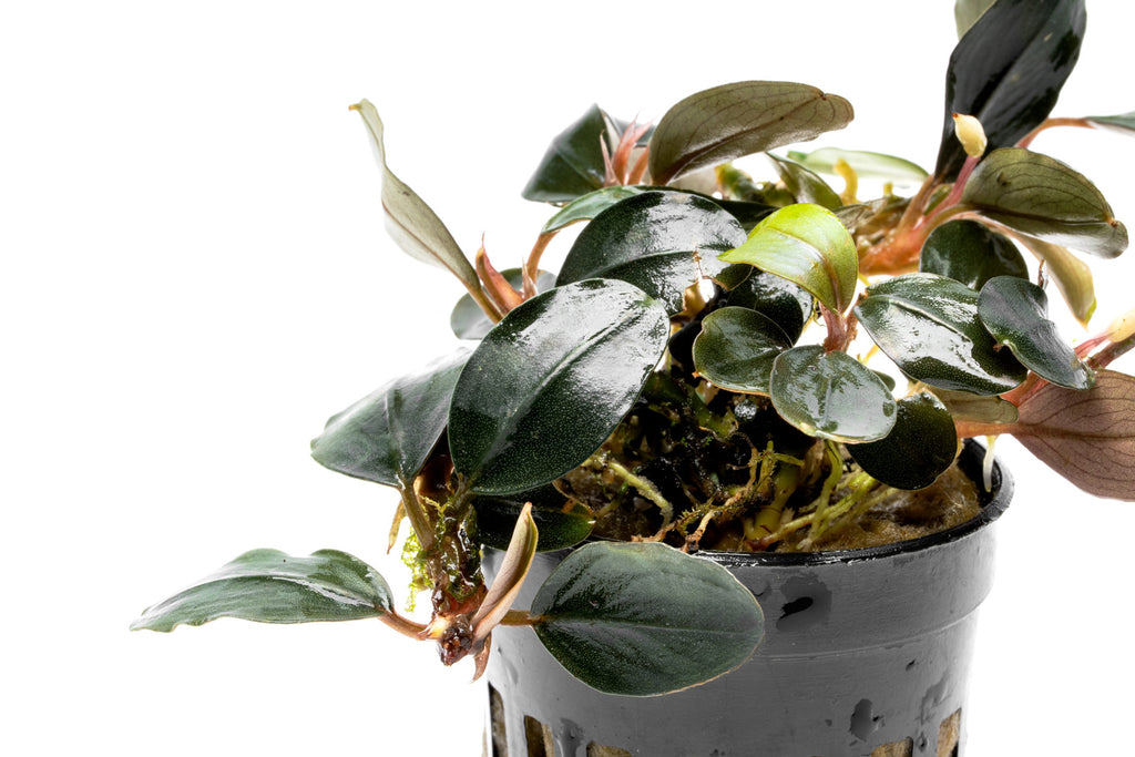 Side angle view of Bucephalandra Fairy Sparkle live buce plant for planted aquariums and aquascaping