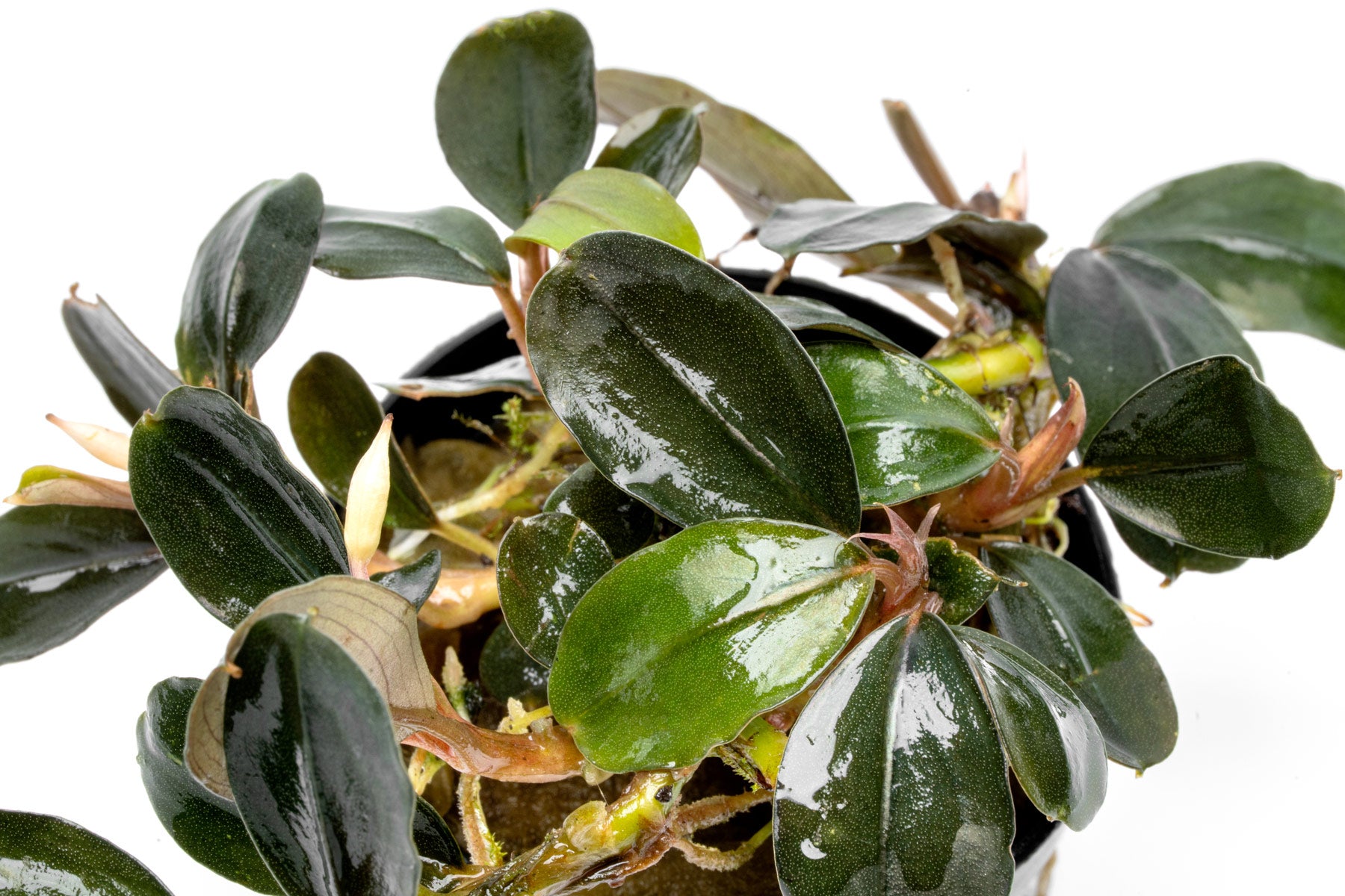 Close-up photo of Bucephalandra Fairy Sparkle leaf color and texture