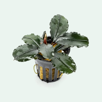 Bucephalandra Freya live aquarium plant for planted tanks and aquascaping