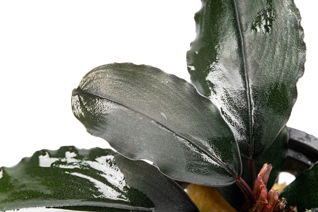Buce leaf texture and shape