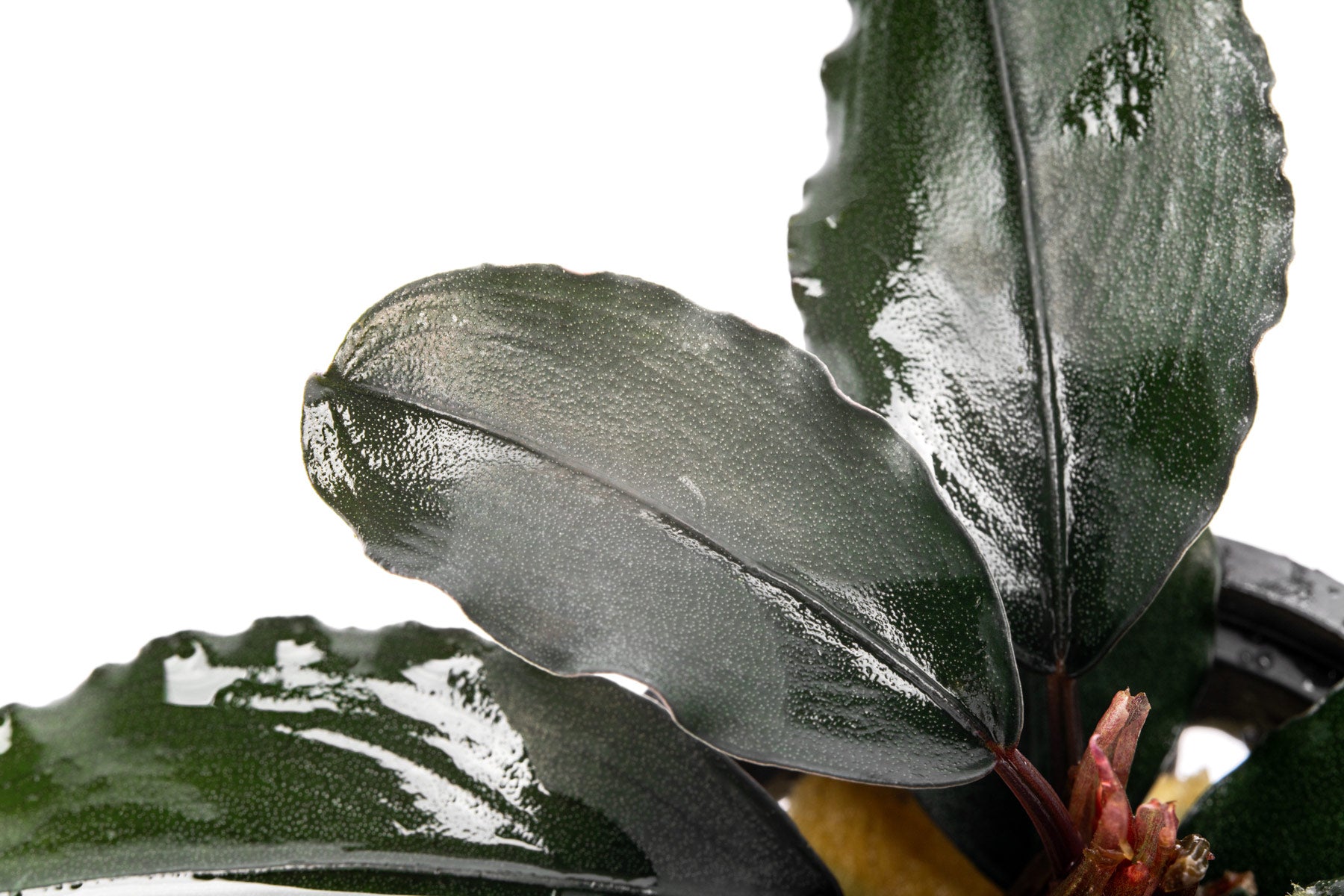 Buce leaf texture and shape