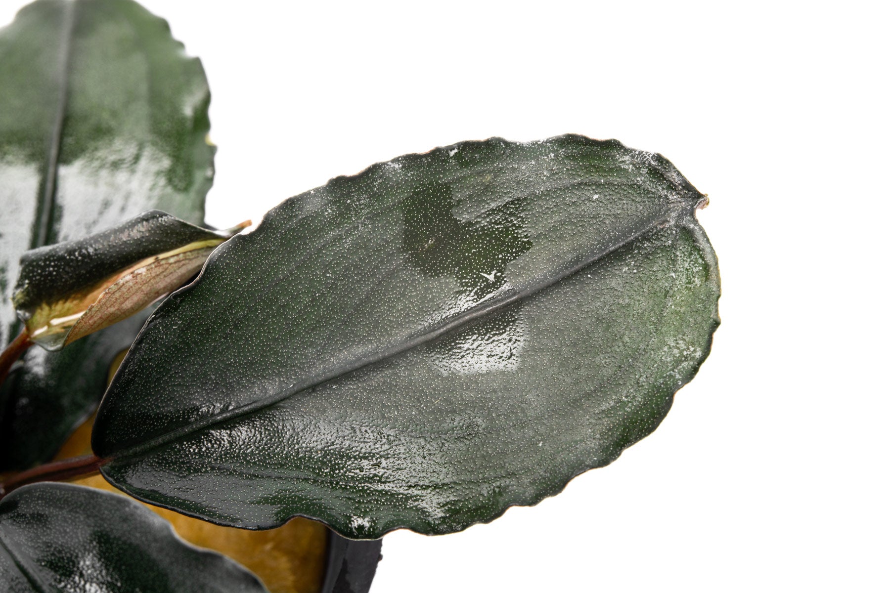 Bucephalandra Freya - Live Aquarium Plant | Glass Aqua