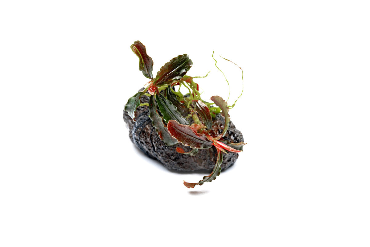 Bucephalandra Godzilla Lava Stone - Glass Aqua