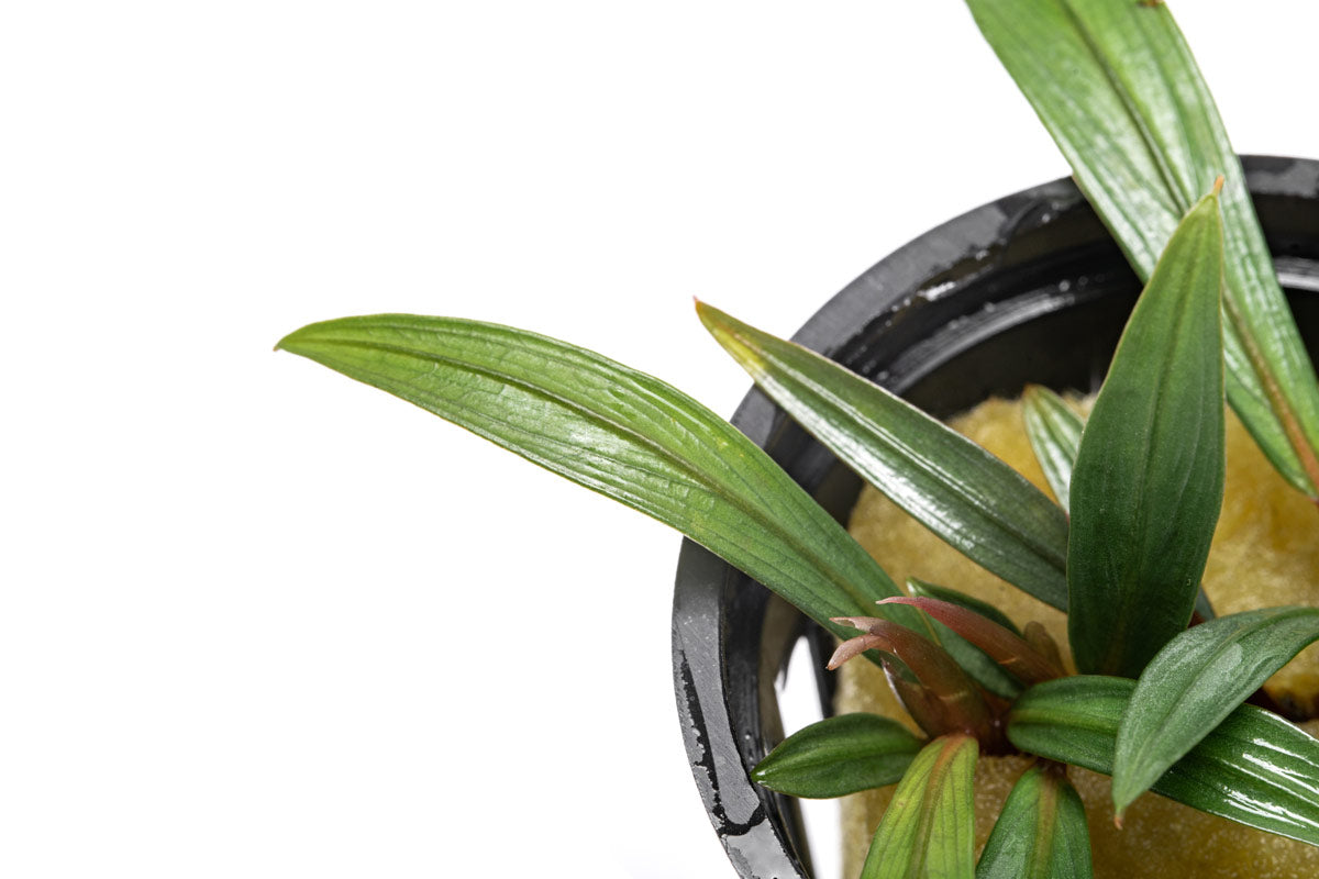 Bucephalandra Goliath - Glass Aqua