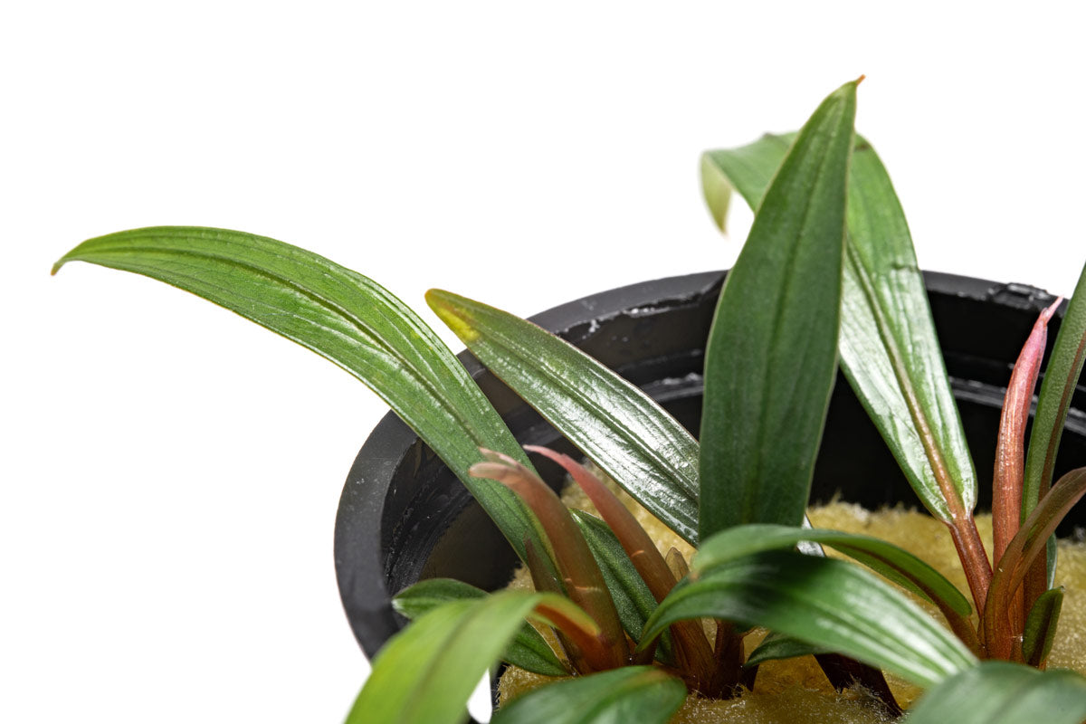 Bucephalandra Goliath - Glass Aqua
