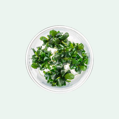 Bucephalandra Green Wavy - Glass Aqua