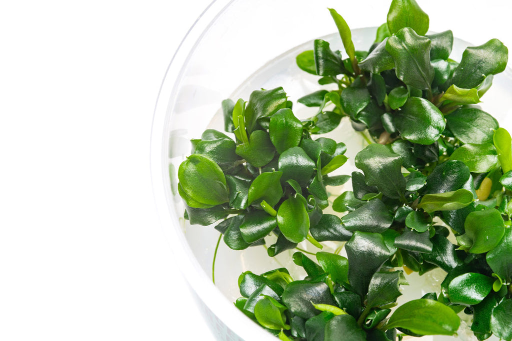 Bucephalandra Green Wavy - Glass Aqua