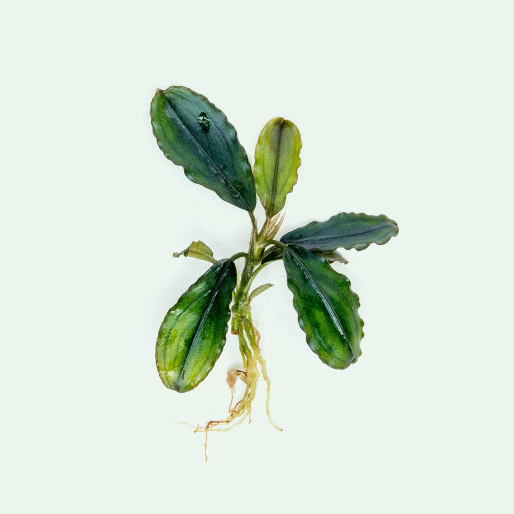 Live bare root Bucephalandra Hades aquatic plant