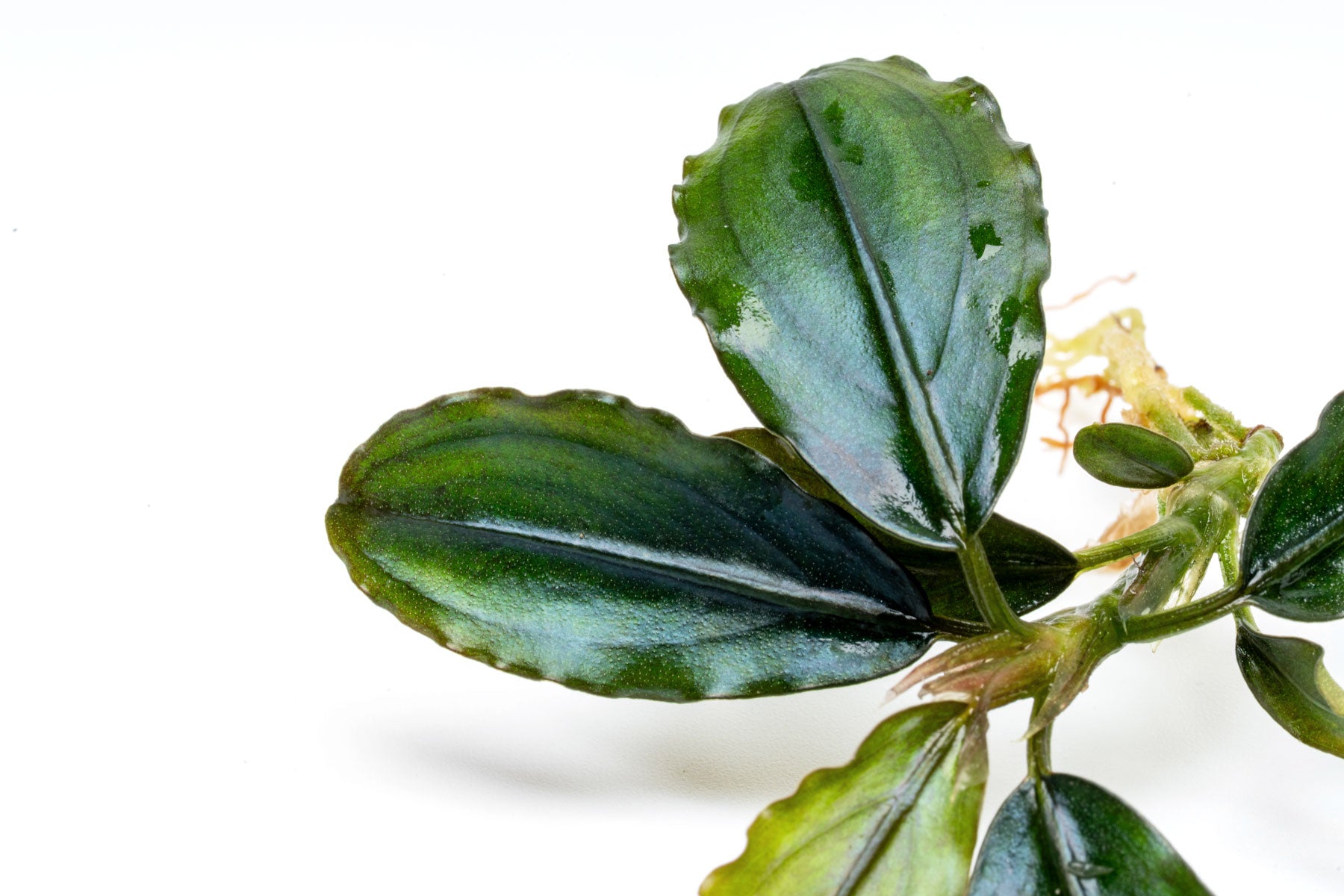 Close-up photo of Bucephalandra Hades leaves showing texture, pattern, shape and color