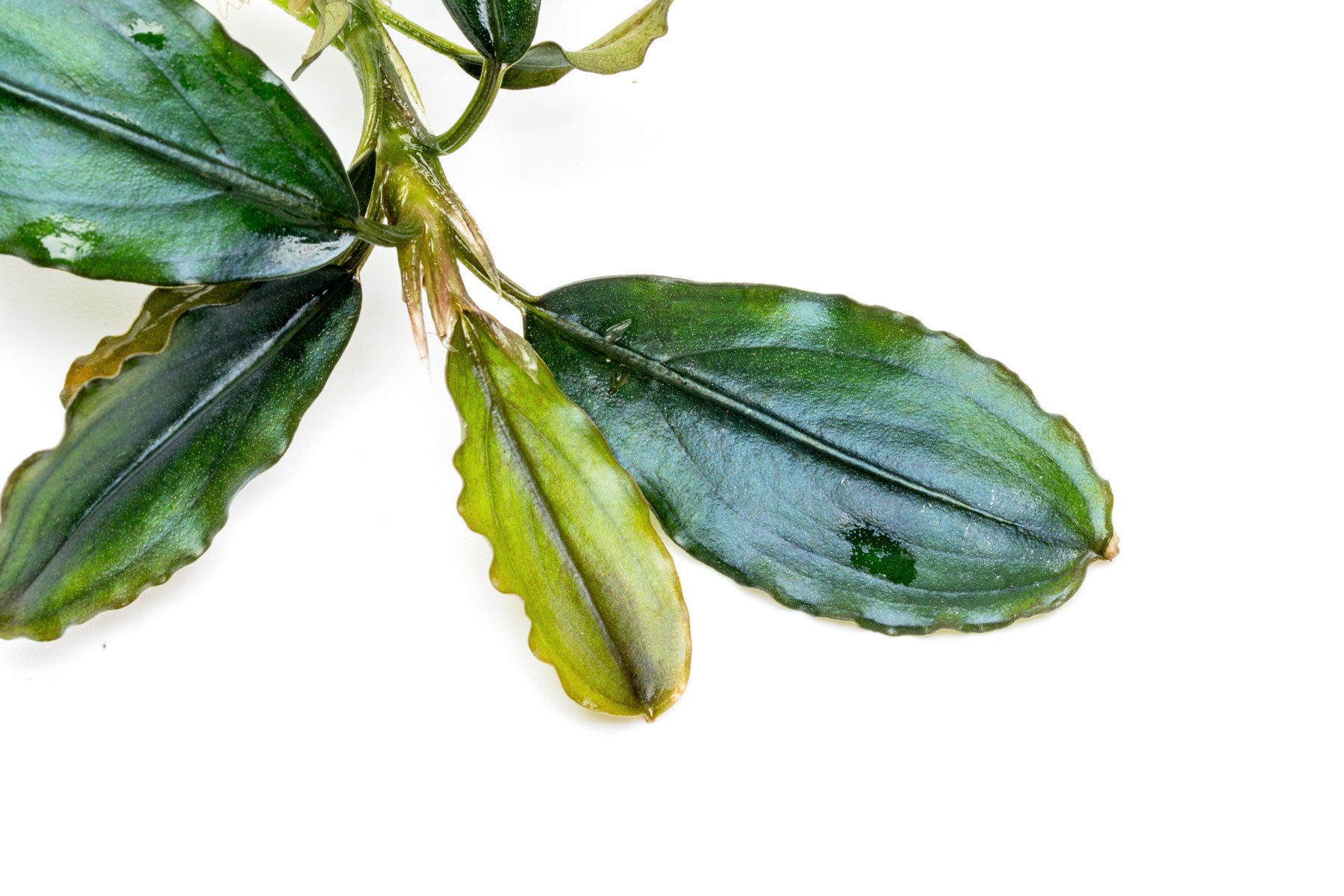 Close-up photo of Bucephalandra Hades foliage