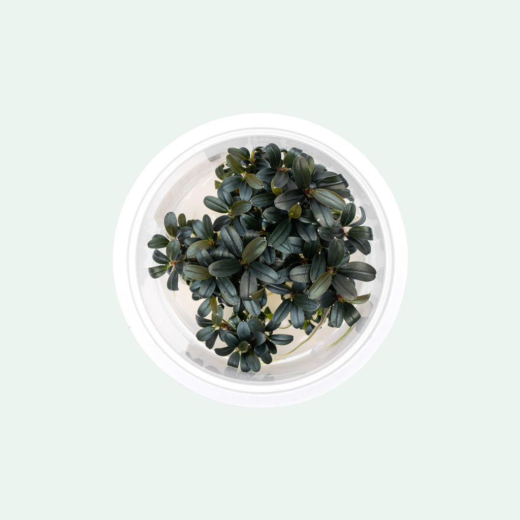 Bucephalandra Kedagang Round Mini - Glass Aqua