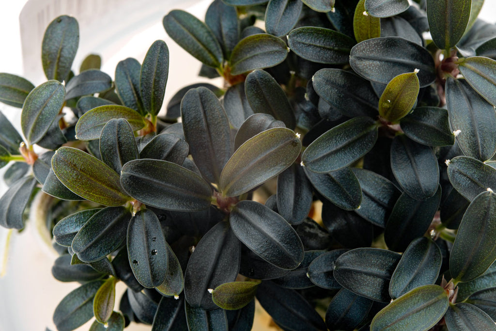 Bucephalandra Kedagang Round Mini - Glass Aqua