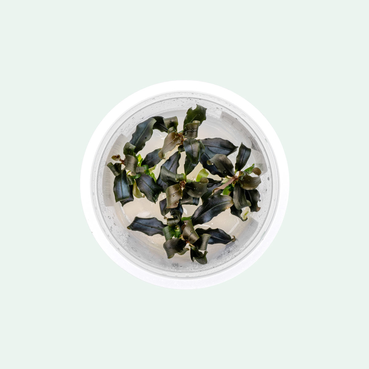 Bucephalandra Lamandau Mini Purple - Live Buce | Glass Aqua