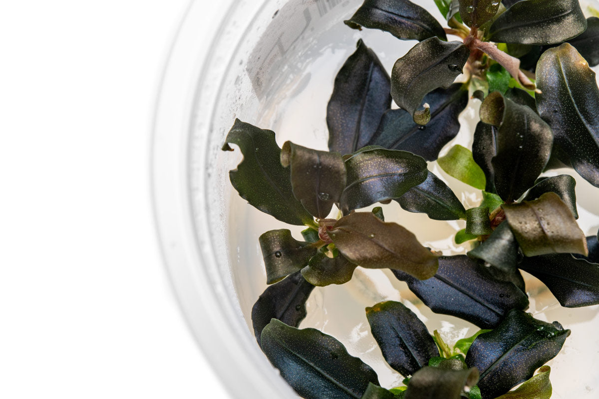 Bucephalandra Lamandau Mini Purple - Live Buce | Glass Aqua