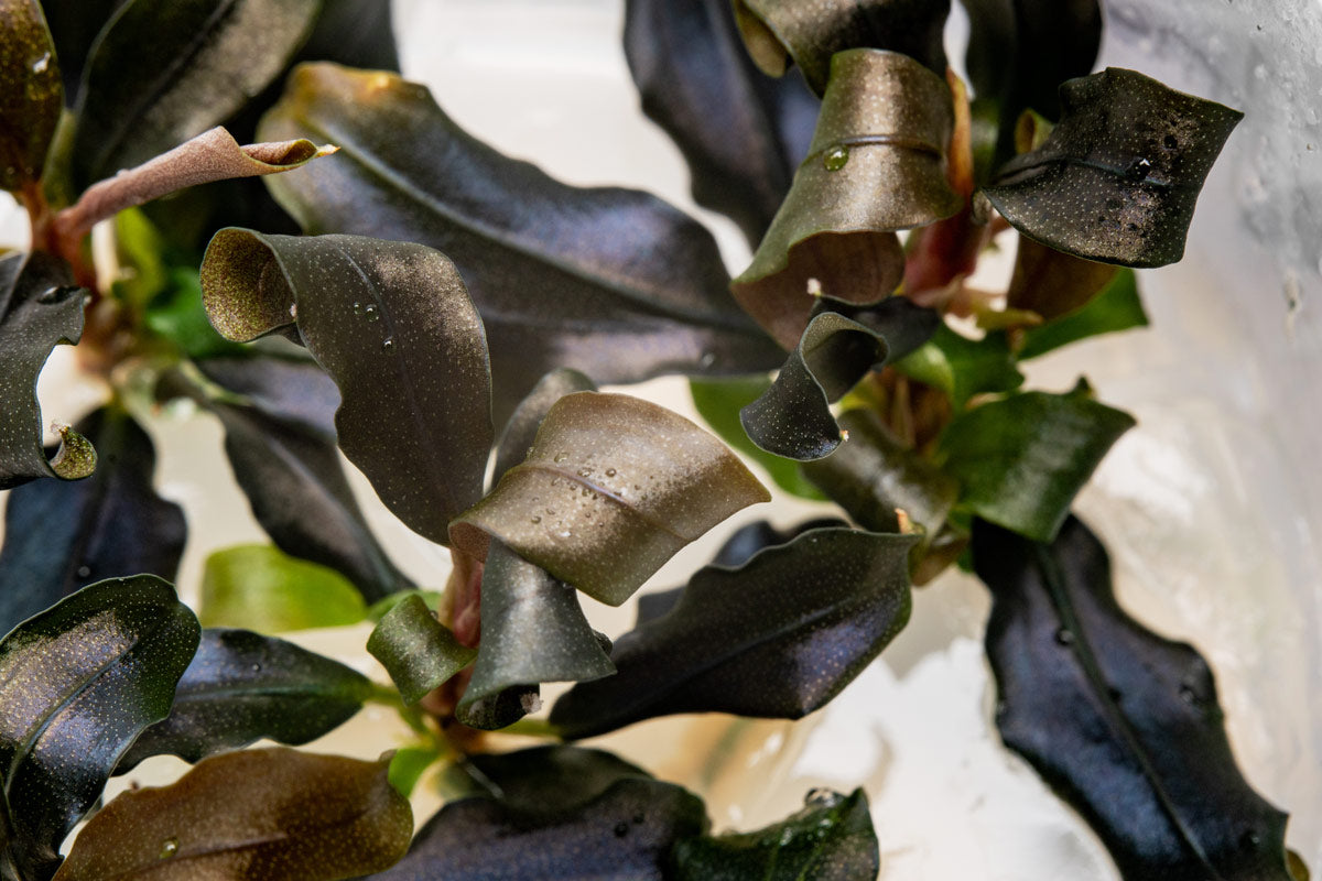 Shop Live Healthy Aquatic Plants For Freshwater Aquarium - Glass