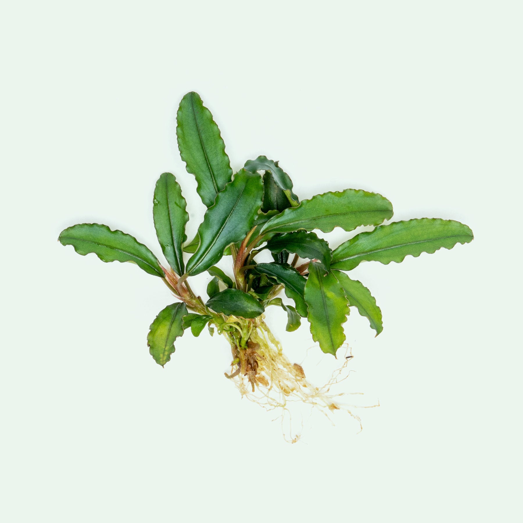 Live bare root Bucephalandra Maestro Blue aquatic plant