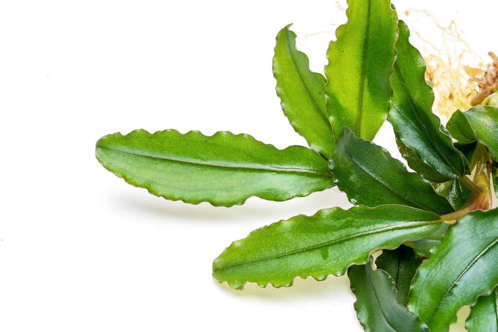 Close-up photo of Bucephalandra Maestro Blue leaves showing color, texture and shape