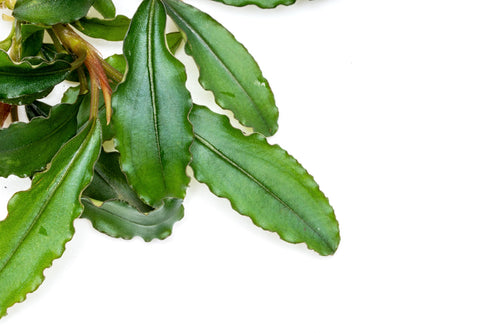 Close-up photo of Bucephalandra Maestro Blue foliage