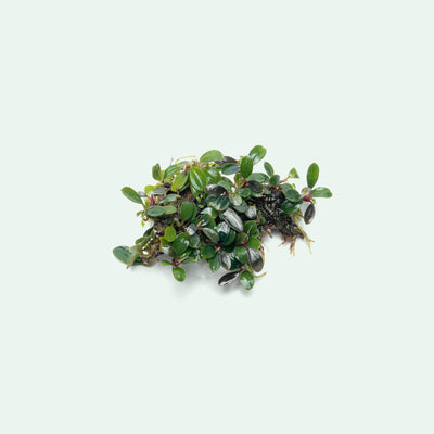 Live small-leafed bucephalandra plant for aquascaping, planted tanks and nano aquariums
