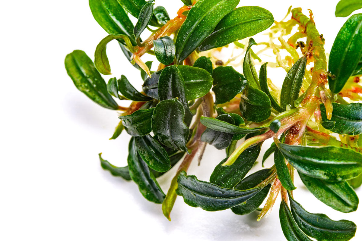 Bucephalandra Boyan Mini Narrow - Glass Aqua
