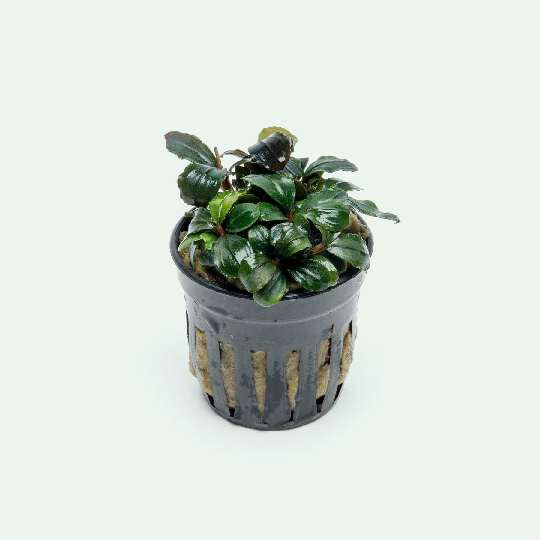 Live potted Bucephalandra Pandora Queen aquatic plant
