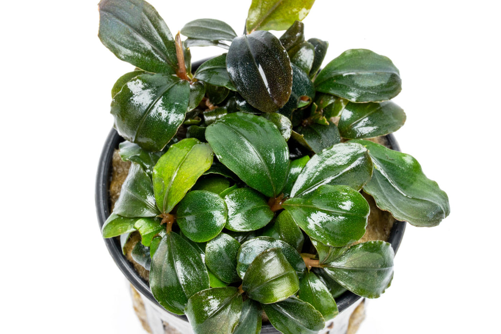 Close-up photo of Bucephalandra Pandora Queen foliage