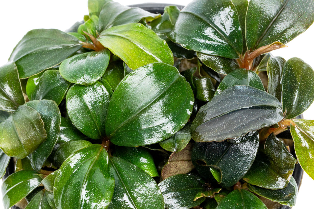 Overhead photo of Bucephalandra Pandora Queen showing leaf shape, color and texture