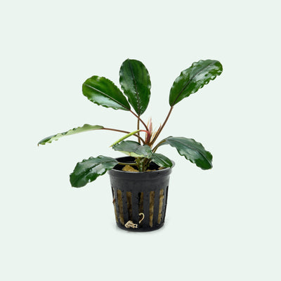 Bucephalandra Pearl Grey - Glass Aqua