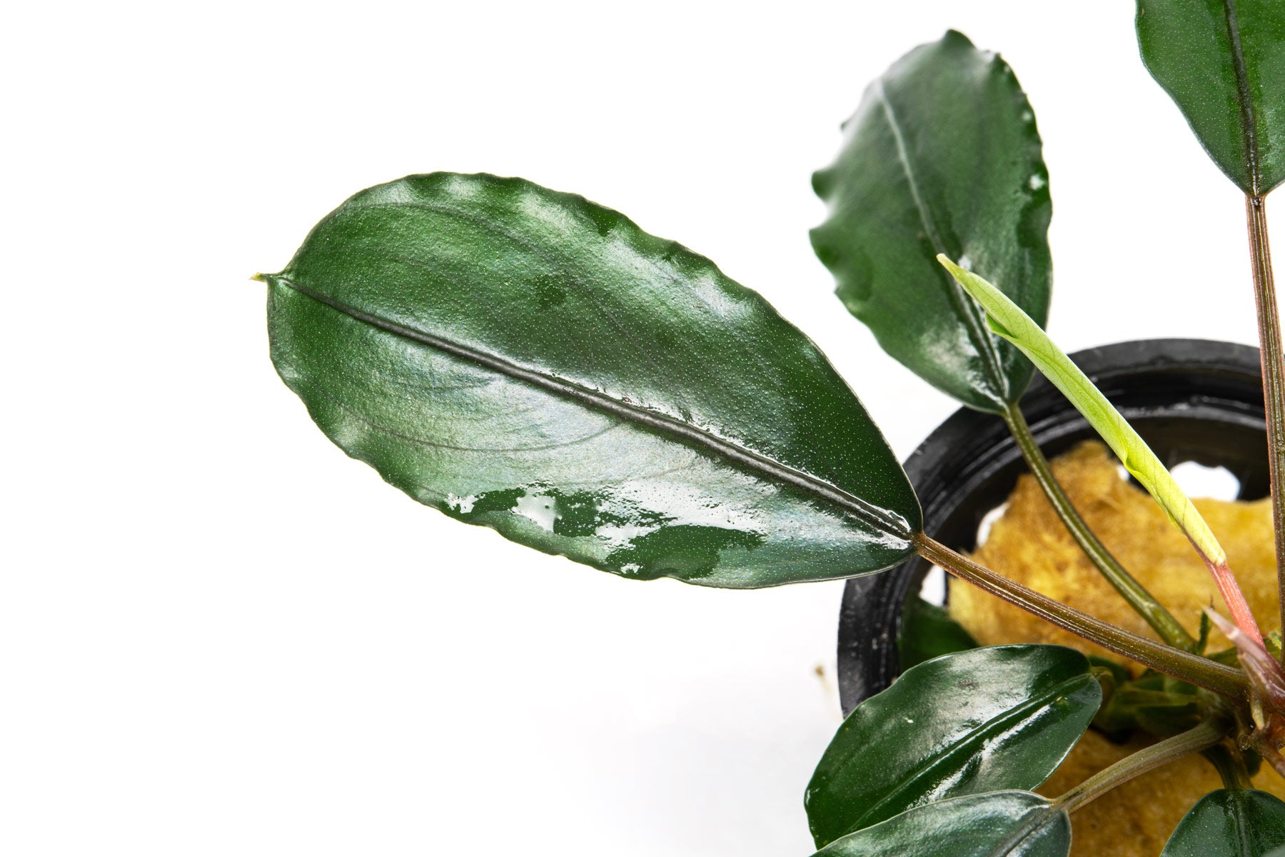 Bucephalandra Pearl Grey - Aquarium Plant | Glass Aqua