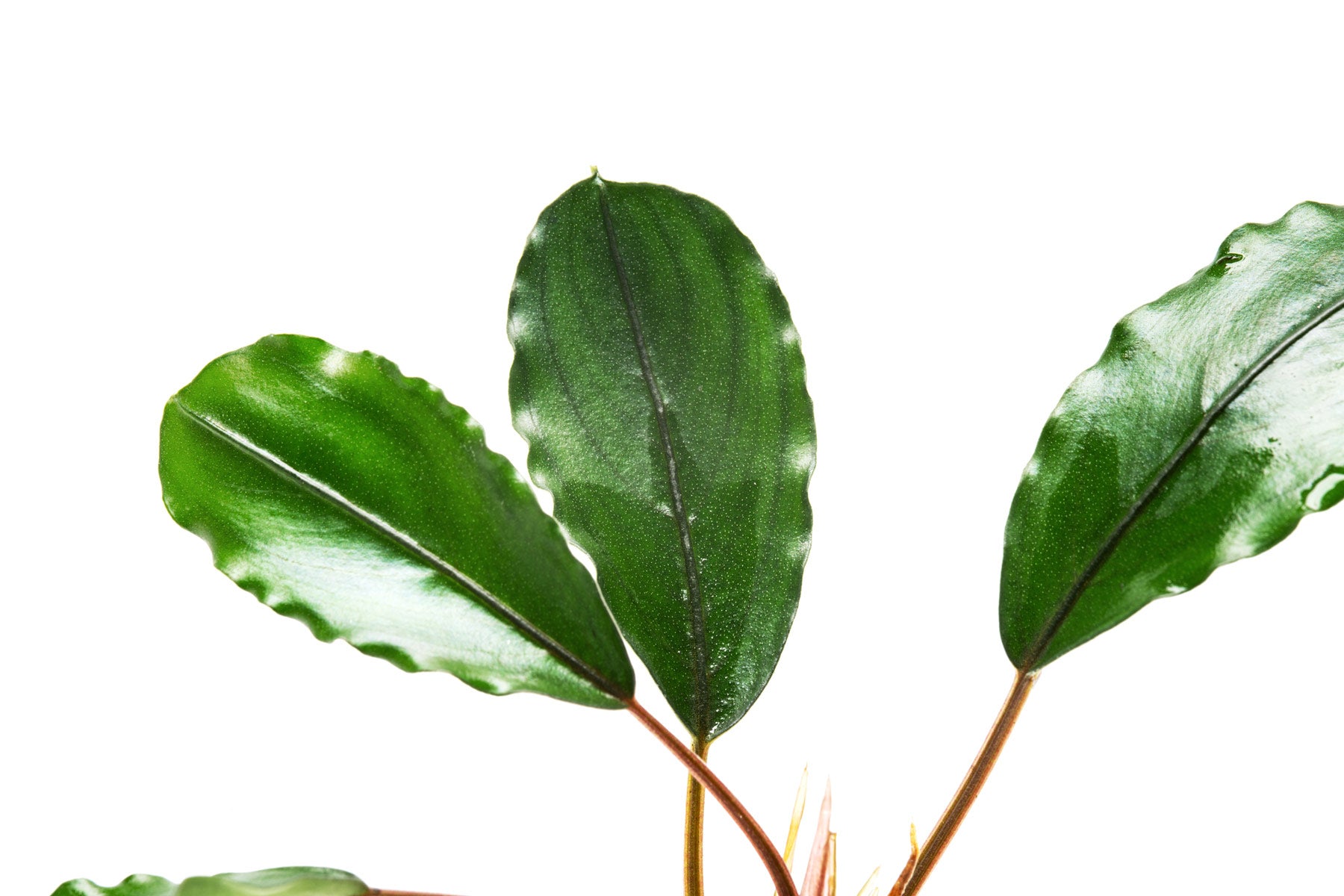 水草 Bucephalandra sp. Pearl Gray Bucephalandra pearl gray | Happy Plant Nursery