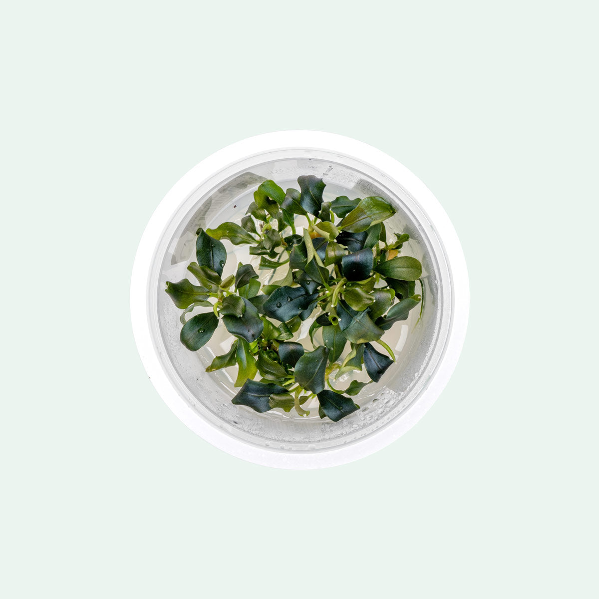 Small-leafed bucephalandra plant with shimmering green, purple and blue hues.