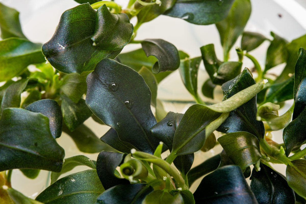 Small-leafed bucephalandra plant with shimmering green, purple and blue hues.